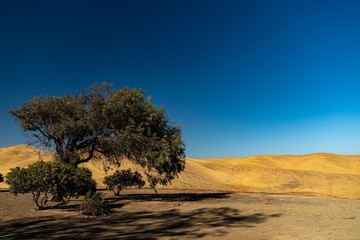 Naklejka na ściany i meble Tree near the San Luis Reservoir, California