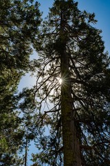 Sun peeking through the branches of a redwood, California