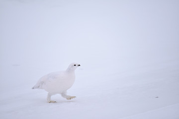 Willow ptarmigan are masters of winter disguise