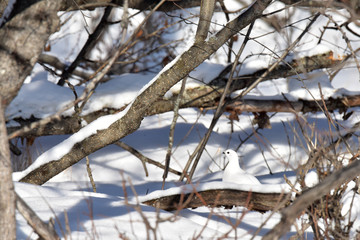 Willow ptarmigan in winter