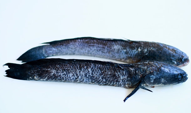 Chevron snakehead or snakehead murrel on white background. 