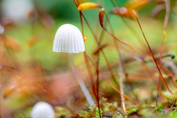  mushroom in the forest with blurred background