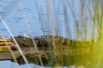 Juvenile alligator lying on a log