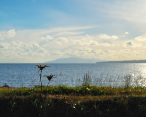 枯草　海　素材