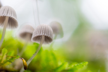  mushroom in the forest with blurred background