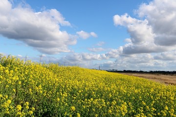 なのはな　空　春　風景