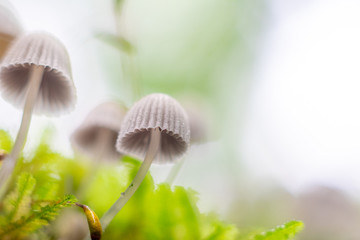  mushroom in the forest with blurred background