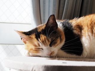 my pet