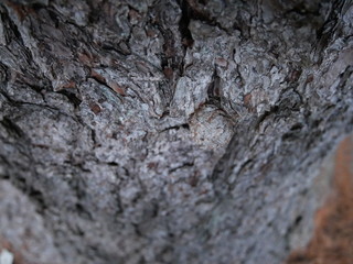 cool tree bark