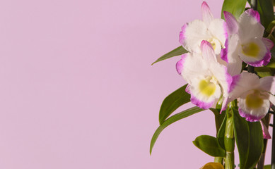 Gorgeous orchid flower in selective focus with a lilac plain background.
