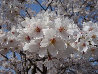 桜