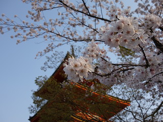 桜
