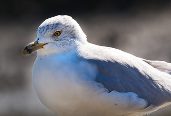 A closeup of a seagull.
