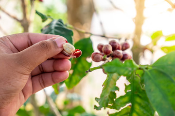 Fresh coffee beans in hand Behind the coffee etc.