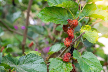 Close up group of  red Mulberry at branch on tree.Fresh fruit is sour and sweet.Fruits are high in vitamin C.