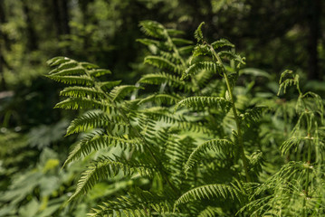 fern in the forest thicket in sunny weather