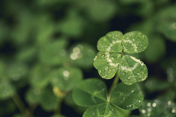 Good luck four leaf clover standing out from a field of clovers. Unique, rare, or special individual concept.