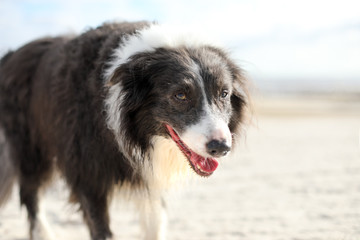 Tired border collie dog panting and walking on the beach looking at the camera.