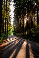 Obraz premium North American forest road at sunset