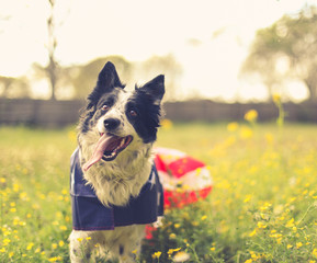 Playing border collie dog outside wearing an american flag cape
