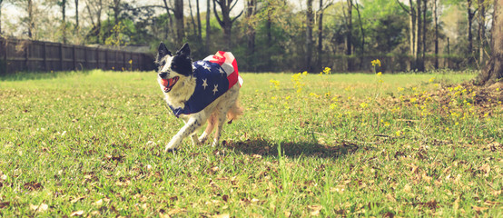 Running border collie dog playing ball outside wearing an american flag cape