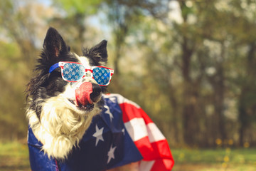 Border collie dog outside wearing an american flag cape and patriotic sunglasses