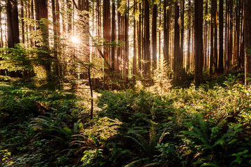 Sunflare through trees at sunset