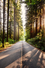 Obraz premium Rural mountain forest road - sun peeking through trees