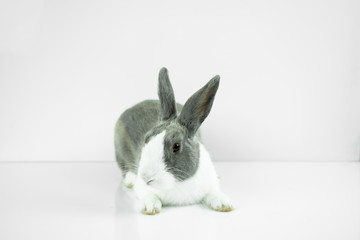 The rabbit sit on white table background. Easter day