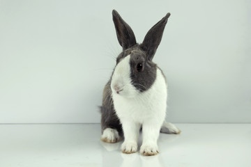 The rabbit sit on white table background. Easter day