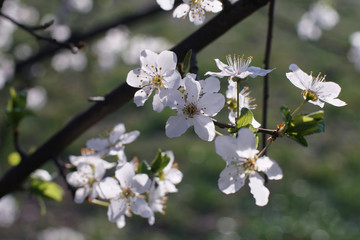 Blooming Plum tree branches covered with white flowers - closeup - 330412601