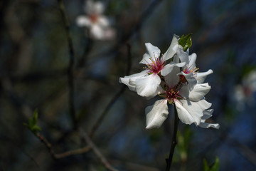 Close up of plum spring blossoms on tree branch