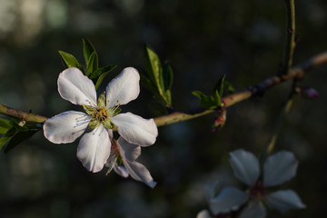 Close up of plum spring blossoms on tree branch - 330412605