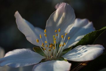 Extreme Close up of plum spring blossom on tree branch - 330412610