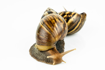 The snail on white background.