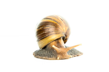 The snail on white background.