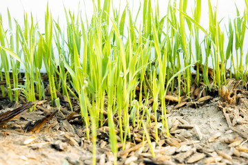 Obraz premium Green Grass on white background