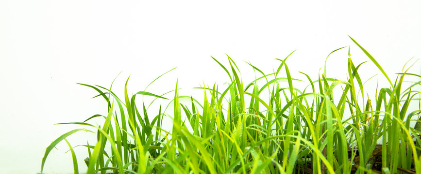 Green Grass On White Background