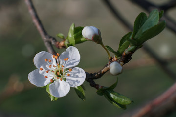 Close up of apple spring blossom on tree branch - 330412826