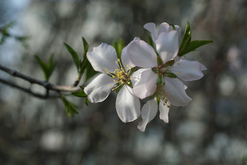 Close up of plum spring blossoms on tree branch - 330412827