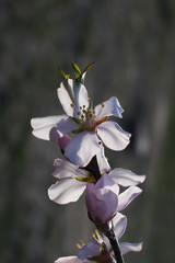 Close up of plum spring blossoms on tree branch - 330412830