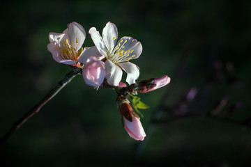 Close up of plum spring blossoms on tree branch - 330412832