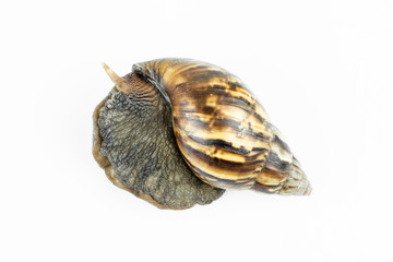 The snail on white background.