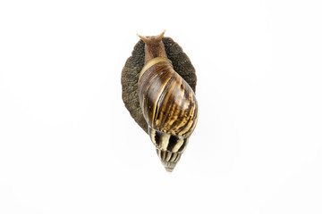 The snail on white background.