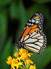 A Monarch Butterfly feeding on flowers