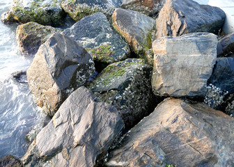 Green moss and white barnacles cover the jagged gray rocks that make up barrier wall along Honeymoon Island beach in Florida. 