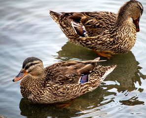A pair of female mallard ducks