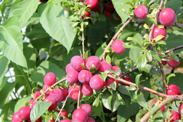 Red plums on tree