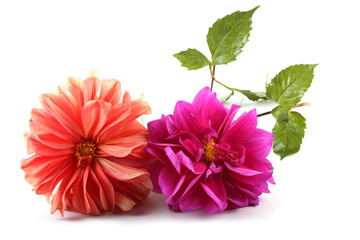 Dahlia flowers
