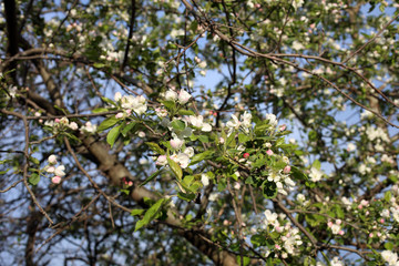 Apple blossom